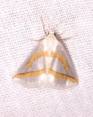 Conchylia actena