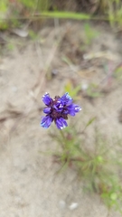 Gilia capitata chamissonis