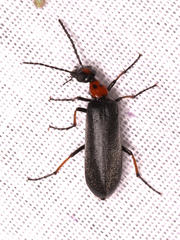 Lydomorphus bisignatus