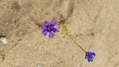 Gilia capitata chamissonis