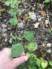 Celastrus orbiculatus