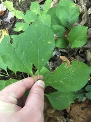 Celastrus orbiculatus