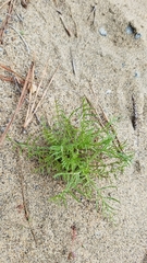 Gilia capitata chamissonis