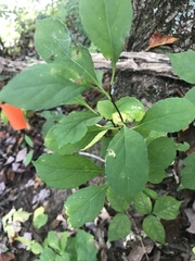 Celastrus orbiculatus