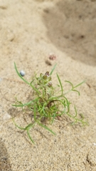 Gilia capitata chamissonis