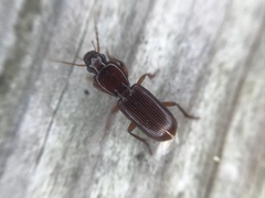 Stenomorphus californicus