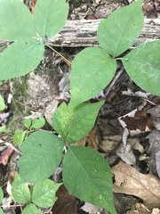 Toxicodendron radicans