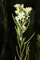 Diosma acmaeophylla