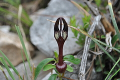 Ceropegia
