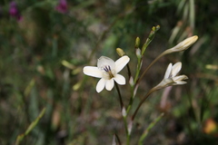 Tritonia flabellifolia