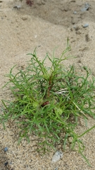 Gilia capitata chamissonis