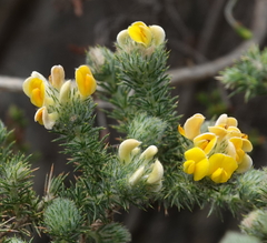 Aspalathus chenopoda