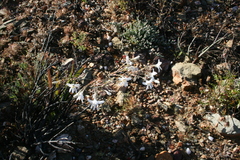 Tritonia flabellifolia