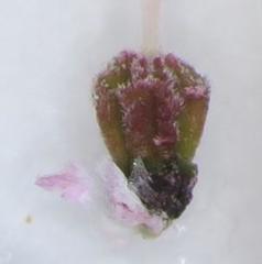 Erica racemosa racemosa