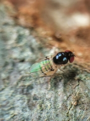 Mycodrosophila