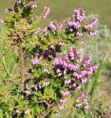 Erica racemosa racemosa