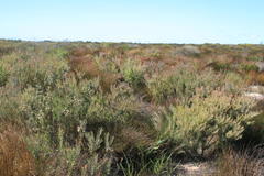 Leucadendron cinereum