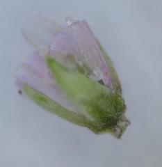 Erica racemosa racemosa