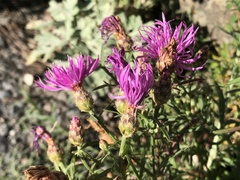 Centaurea vallesiaca