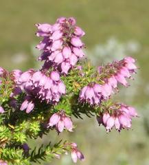 Erica racemosa racemosa