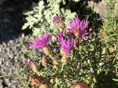 Centaurea vallesiaca