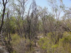 Leucadendron cinereum