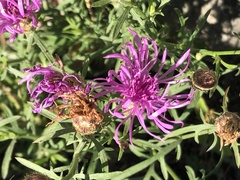 Centaurea vallesiaca