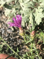 Centaurea vallesiaca