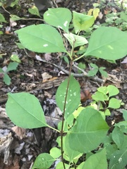 Celastrus orbiculatus