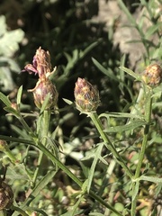Centaurea vallesiaca