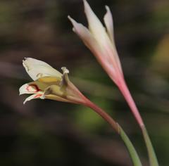 Gladiolus vigilans
