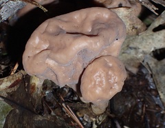 Clavariadelphus americanus