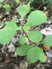 Celastrus orbiculatus