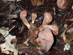 Clavariadelphus americanus