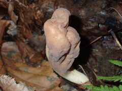 Clavariadelphus americanus