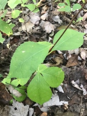 Celastrus orbiculatus