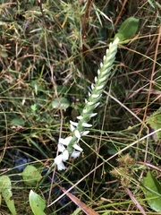 Spiranthes odorata