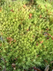 Leucobryum