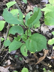 Celastrus orbiculatus