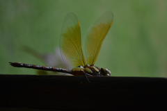 Zosteraeschna minuscula