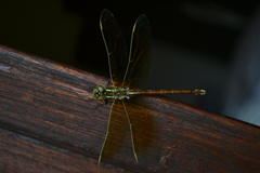 Zosteraeschna minuscula