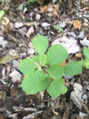 Celastrus orbiculatus