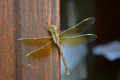 Zosteraeschna minuscula