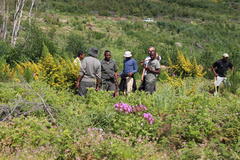 Aspalathus astroites