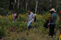 Aspalathus astroites