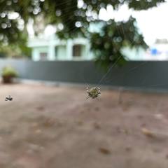 Araneinae