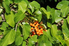 Tinospora caffra