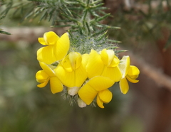 Aspalathus chenopoda