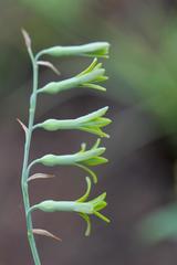 Dipcadi marlothii