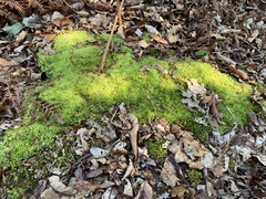 Leucobryum